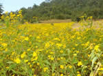 Crop diversification (Nigel oil seed cultivation) in Orissa